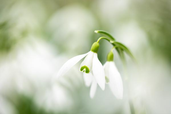 Nature 2