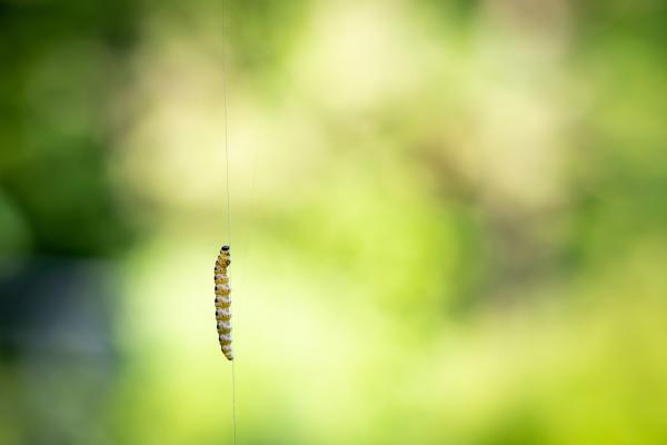 Nature 5