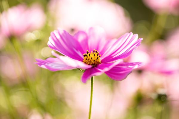 Nature 7