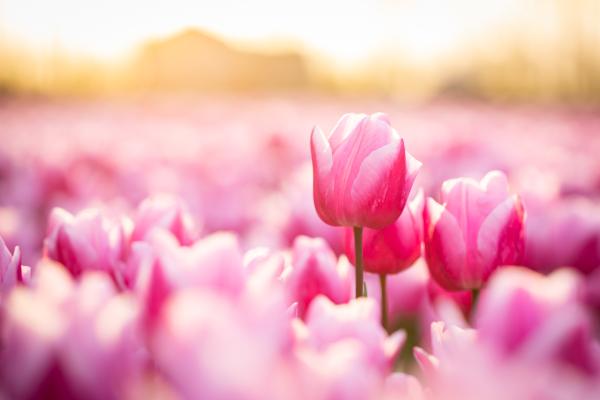 Tulpen 3